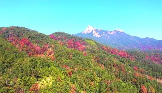 又見(jiàn)新豐紅葉紅！一起走進(jìn)“嶺南紅葉之鄉(xiāng)”