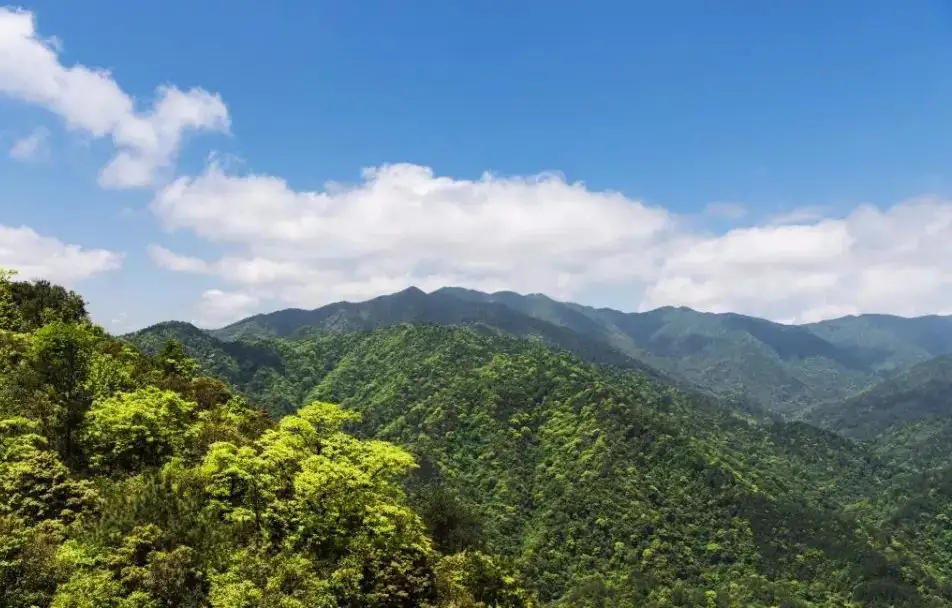 視頻曝光！小靈貓首次現(xiàn)身車八嶺